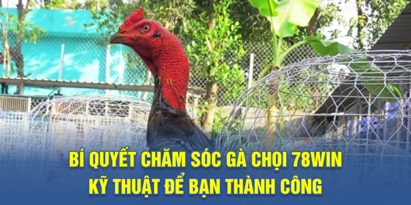 bí quyết chăm sóc gà chọi
